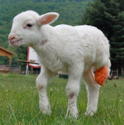 Woodstock farm animal sanctuary